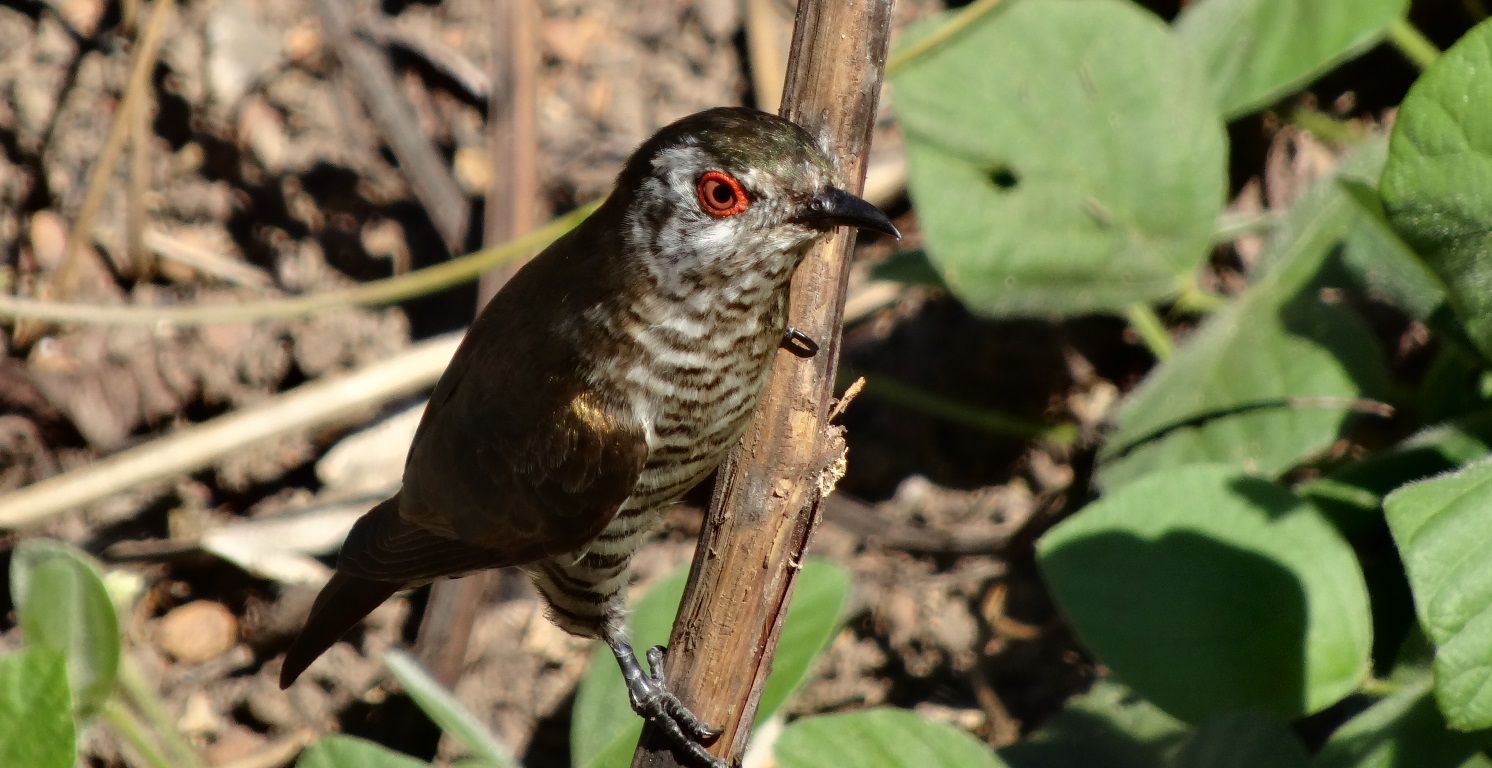 Little Bronze-cuckoo seen at Sandy Creek